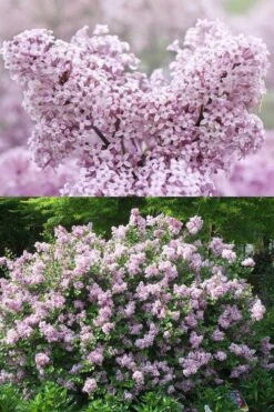 Palibin Dwarf Lilac Bush - 3 Gallon Pot -Outlet Drip Mingle Store syringa meyeri palibin dwarf lilac 7