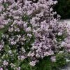 Palibin Dwarf Lilac Bush - 3 Gallon Pot 2 Palibin Dwarf Lilac Bush - 3 Gallon Pot -Outlet Drip Mingle Store syringa meyeri palibin dwarf lilac 9