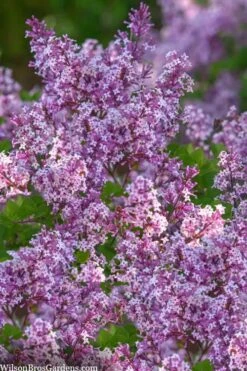 Miss Kim Lilac - 3 Gallon Pot -Outlet Drip Mingle Store syringa miss kim lilac 9