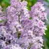 New Age Lavender Lilac (Syringa) - 3 Gallon Pot 2 New Age Lavender Lilac (Syringa) - 3 Gallon Pot -Outlet Drip Mingle Store syringa new age lavender lilac 4