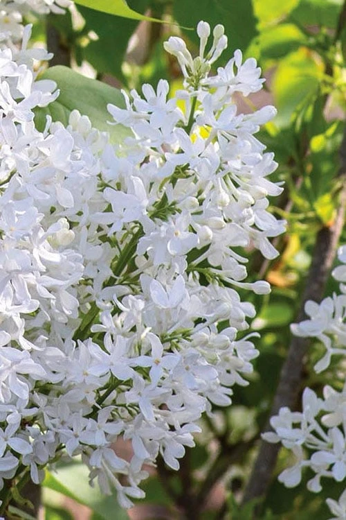 New Age White Lilac (Syringa) - 3 Gallon Pot 3 New Age White Lilac (Syringa) - 3 Gallon Pot