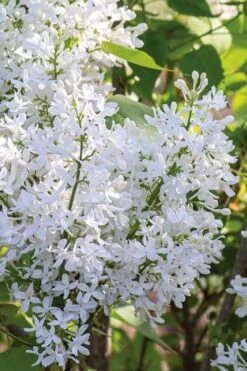 New Age White Lilac (Syringa) - 3 Gallon Pot 13 New Age White Lilac (Syringa) - 3 Gallon Pot -Outlet Drip Mingle Store syringa new age lavender white 2