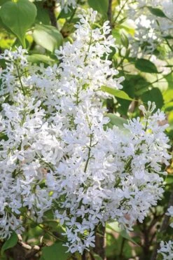 New Age White Lilac (Syringa) - 3 Gallon Pot 11 New Age White Lilac (Syringa) - 3 Gallon Pot -Outlet Drip Mingle Store syringa new age lavender white 3