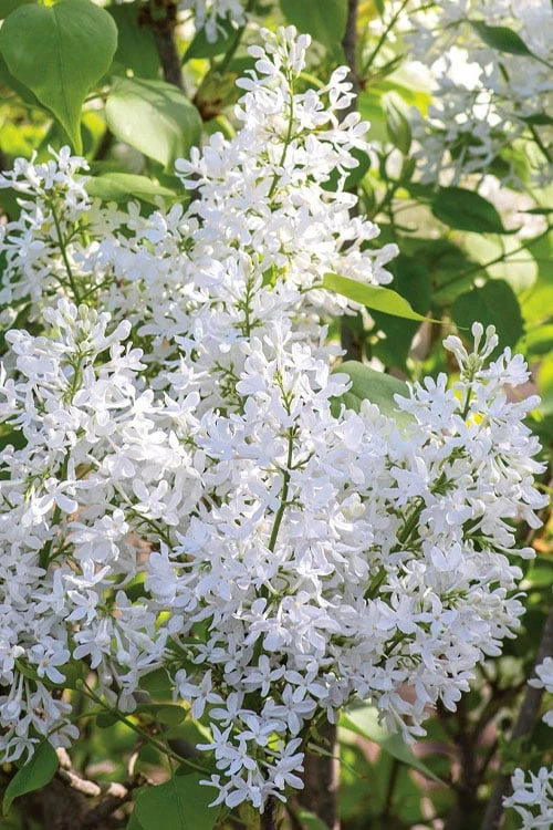 New Age White Lilac (Syringa) - 3 Gallon Pot 6 New Age White Lilac (Syringa) - 3 Gallon Pot - Image 4