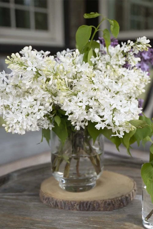 New Age White Lilac (Syringa) - 3 Gallon Pot 7 New Age White Lilac (Syringa) - 3 Gallon Pot - Image 5