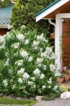 New Age White Lilac (Syringa) - 3 Gallon Pot 10 New Age White Lilac (Syringa) - 3 Gallon Pot -Outlet Drip Mingle Store syringa new age lavender white 6