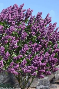 Pocohantas Lilac (Syringa) - 3 Gallon Pot 9 Pocohantas Lilac (Syringa) - 3 Gallon Pot -Outlet Drip Mingle Store syringa pocahontas canadian lilac 2