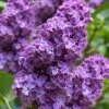 Pocohantas Lilac (Syringa) - 3 Gallon Pot -Outlet Drip Mingle Store syringa pocahontas lilac 1