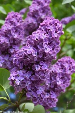 Pocohantas Lilac (Syringa) - 3 Gallon Pot
