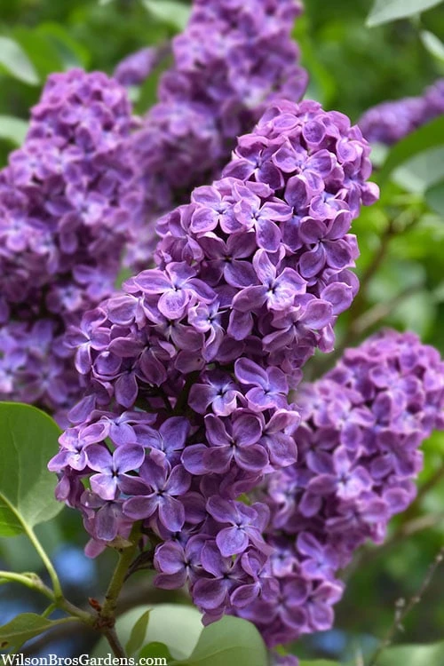 Pocohantas Lilac (Syringa) - 3 Gallon Pot 3 Pocohantas Lilac (Syringa) - 3 Gallon Pot
