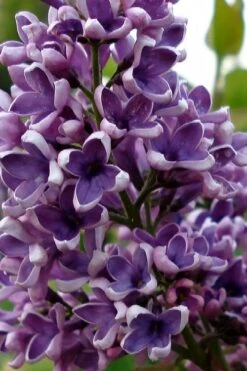 Albert F. Holden Purple French Lilac (Syringa) - 3 Gallon Pot -Outlet Drip Mingle Store syringa vulgaris albert f holden lilac 1