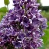 Albert F. Holden Purple French Lilac (Syringa) - 3 Gallon Pot 1 Albert F. Holden Purple French Lilac (Syringa) - 3 Gallon Pot -Outlet Drip Mingle Store syringa vulgaris albert f holden lilac 2