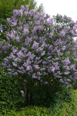 Katherine Havemeyer French Lilac (Syringa) - 1 Gallon Pot -Outlet Drip Mingle Store syringa vulgaris katherine havemeyer lilac 10