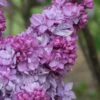 Katherine Havemeyer French Lilac (Syringa) - 1 Gallon Pot -Outlet Drip Mingle Store syringa vulgaris katherine havemeyer lilac 9