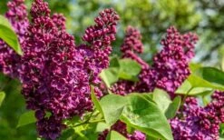 Ludwig Spaeth French Lilac (Syringa) - 1 Gallon Pot -Outlet Drip Mingle Store syringa vulgaris ludwig spaeth lilac 4
