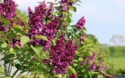 Ludwig Spaeth French Lilac (Syringa) - 1 Gallon Pot -Outlet Drip Mingle Store syringa vulgaris ludwig spaeth lilac 5