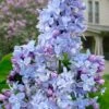 President Grevy French Lilac (Syringa) - 1 Gallon Pot 2 President Grevy French Lilac (Syringa) - 1 Gallon Pot -Outlet Drip Mingle Store syringa vulgaris president grevy lilac 7