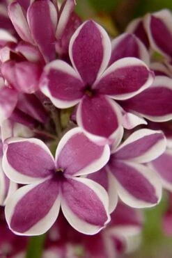 Sensation French Lilac (Syringa) - 3 Gallon Pot 12 Sensation French Lilac (Syringa) - 3 Gallon Pot -Outlet Drip Mingle Store syringa vulgaris sensation french lilac 1