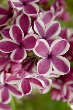 Sensation French Lilac (Syringa) - 3 Gallon Pot 14 Sensation French Lilac (Syringa) - 3 Gallon Pot -Outlet Drip Mingle Store syringa vulgaris sensation french lilac 2