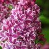 Sensation French Lilac (Syringa) - 3 Gallon Pot -Outlet Drip Mingle Store syringa vulgaris sensation french lilac 3