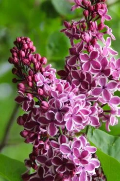 Sensation French Lilac (Syringa) - 3 Gallon Pot 13 Sensation French Lilac (Syringa) - 3 Gallon Pot -Outlet Drip Mingle Store syringa vulgaris sensation french lilac 4
