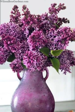 Sensation French Lilac (Syringa) - 3 Gallon Pot 11 Sensation French Lilac (Syringa) - 3 Gallon Pot -Outlet Drip Mingle Store syringa vulgaris sensation french lilac 8