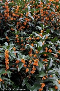 Fragrant Orange Tea Olive - Osmanthus Fragrans Aurantiacus - 1 Gallon Pot -Outlet Drip Mingle Store tea olive orange 103 1