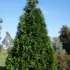 Green Giant Arborvitae (Thuja) - 6-Pack Of 1 Gallon Pots