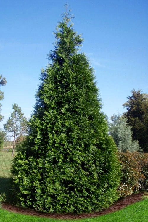 Green Giant Arborvitae - 3 Gallon Pot 3 Green Giant Arborvitae - 3 Gallon Pot