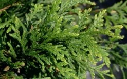 Green Giant Arborvitae (Thuja) - 6-Pack Of 1 Gallon Pots -Outlet Drip Mingle Store thuja green giant arborvitae 102 1