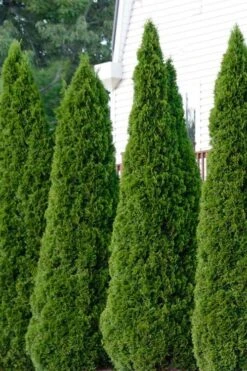 Emerald Green Arborvitae - 3 Gallon Pot -Outlet Drip Mingle Store thuja occidentalis emerald green arborvitae 101 1