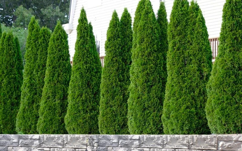 Emerald Green Arborvitae - 7 Gallon Pot (4-5') 7 Emerald Green Arborvitae - 7 Gallon Pot (4-5') - Image 5