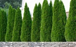 Emerald Green Arborvitae - 5 Gallon Pot -Outlet Drip Mingle Store thuja occidentalis emerald green arborvitae 102
