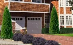 Emerald Green Arborvitae - 5 Gallon Pot -Outlet Drip Mingle Store thuja occidentalis emerald green arborvitae 106