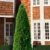 Emerald Green Arborvitae - 7 Gallon Pot (4-5')