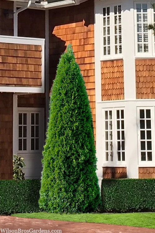 Emerald Green Arborvitae - 7 Gallon Pot (4-5') 3 Emerald Green Arborvitae - 7 Gallon Pot (4-5')