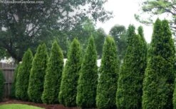 Emerald Green Arborvitae - 3 Gallon Pot -Outlet Drip Mingle Store thuja occidentalis emerald green arborvitae 109 1