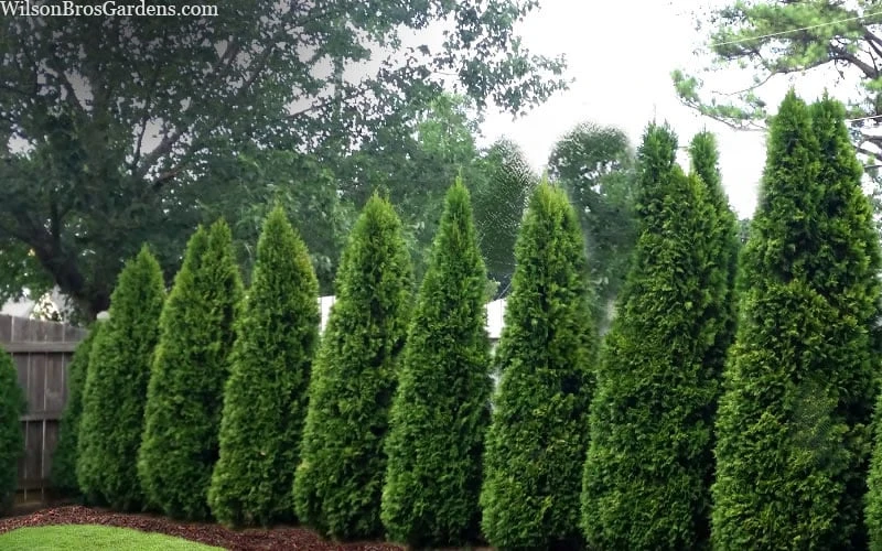 Emerald Green Arborvitae - 7 Gallon Pot (4-5') 8 Emerald Green Arborvitae - 7 Gallon Pot (4-5') - Image 6
