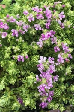 Highland Cream Creeping Thyme - 5 Pack Of Quart Pots -Outlet Drip Mingle Store thyme highland cream 500x750 1