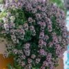 Doone Valley Thyme - 6 Pack Of Pink Pots -Outlet Drip Mingle Store thymus citriodorus doon valley 1