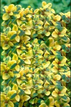 Doone Valley Thyme - 6 Pack Of Pink Pots -Outlet Drip Mingle Store thymus citriodorus doone valley 2