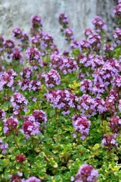 Doone Valley Thyme - 6 Pack Of Pink Pots -Outlet Drip Mingle Store thymus citriodorus doone valley 3