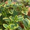 Golden Lemon Thyme - Thymus Citriodorus 'Aurea') - 5 Pack Of Quart Pots -Outlet Drip Mingle Store thymus citriodorus golden lemon thyme 1