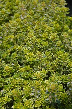 Golden Lemon Thyme - Thymus Citriodorus 'Aurea') - 5 Pack Of Quart Pots -Outlet Drip Mingle Store thymus citriodorus golden lemon thyme 3