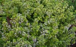 Golden Lemon Thyme - Thymus Citriodorus 'Aurea') - 5 Pack Of Quart Pots -Outlet Drip Mingle Store thymus citriodorus golden lemon thyme 4