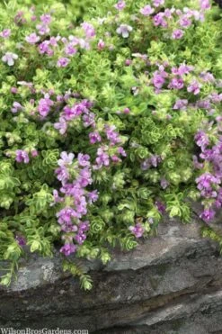 Highland Cream Creeping Thyme - 5 Pack Of Quart Pots -Outlet Drip Mingle Store thymus praecox highland creeping thyme 1