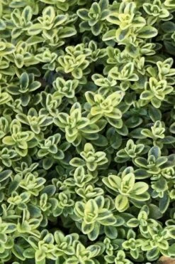 Highland Cream Creeping Thyme - 5 Pack Of Quart Pots -Outlet Drip Mingle Store thymus praecox highland creeping thyme 4