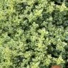 Highland Cream Creeping Thyme - 5 Pack Of Quart Pots -Outlet Drip Mingle Store thymus praecox highland creeping thyme 6