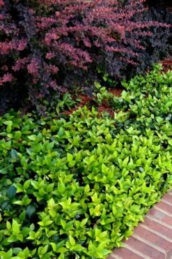 Asian Jasmine - Asiatic Jasmine - 18 Count Flat Of Pint Pots -Outlet Drip Mingle Store trachelospermum asiaticum asian jasmine 2 1