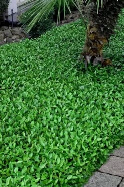 Asian Jasmine (Trachelospermum Asiaticum) - 72 Pack Of 3.5" Pint Pots -Outlet Drip Mingle Store trachelospermum asiaticum asian jasmine 3